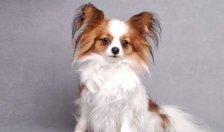 蝴蝶犬跟蝴蝶有关系吗？养一只蝴蝶犬<strong></p>
<p>蝴蝶币</strong>，又是什么体验呢？
