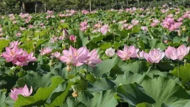 “桃”不了的诱惑<strong></p>
<p>桃币</strong>！连平的鹰嘴桃熟了！