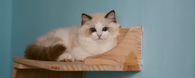 屋里猫味太重怎么去除<strong></p>
<p>屋里币</strong>？猫咪喜欢在屋里排泄怎么办？
