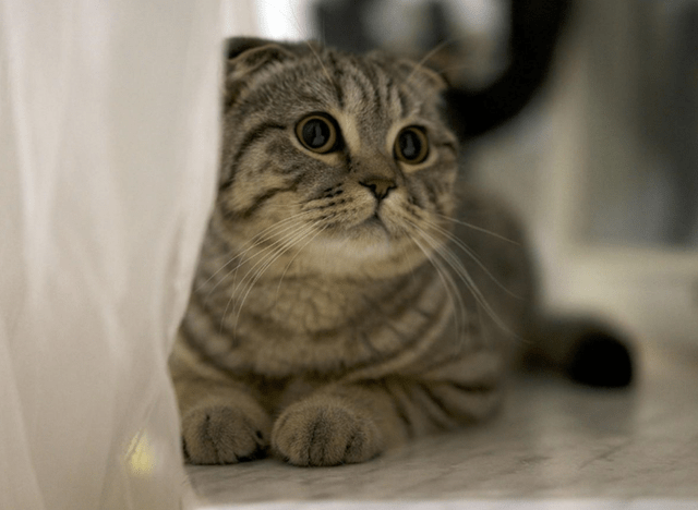 屋里猫味太重怎么去除<strong></p>
<p>屋里币</strong>？猫咪喜欢在屋里排泄怎么办？