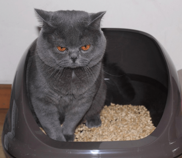 屋里猫味太重怎么去除<strong></p>
<p>屋里币</strong>？猫咪喜欢在屋里排泄怎么办？