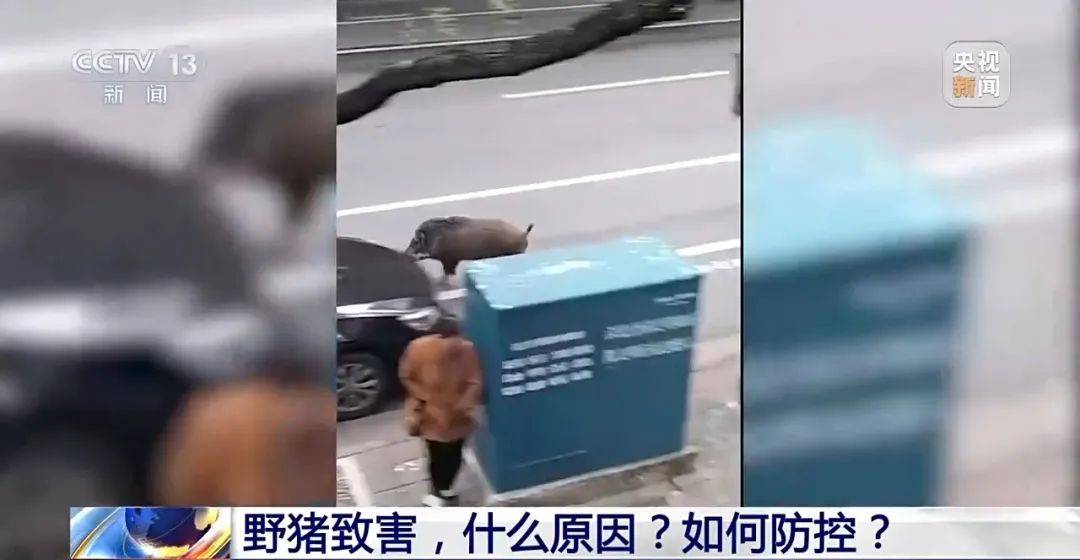 撞列车、闯店铺、狂飙伤人……野猪为何“泛滥成灾”<strong></p>
<p>bch币</strong>？