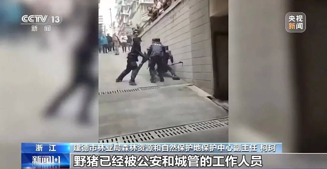 撞列车、闯店铺、狂飙伤人……野猪为何“泛滥成灾”<strong></p>
<p>bch币</strong>？