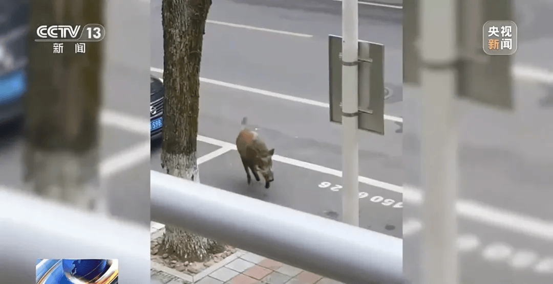 撞列车、闯店铺、狂飙伤人……野猪为何“泛滥成灾”<strong></p>
<p>bch币</strong>？