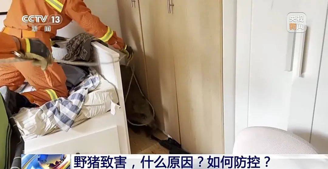 撞列车、闯店铺、狂飙伤人……野猪为何“泛滥成灾”<strong></p>
<p>bch币</strong>？