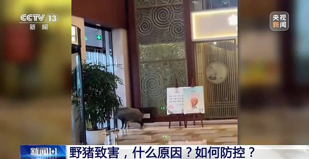 撞列车、闯店铺、狂飙伤人……野猪为何“泛滥成灾”<strong></p>
<p>bch币</strong>？