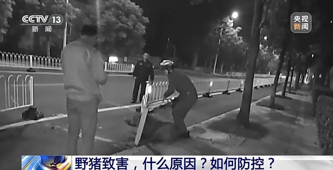 撞列车、闯店铺、狂飙伤人……野猪为何“泛滥成灾”<strong></p>
<p>bch币</strong>？