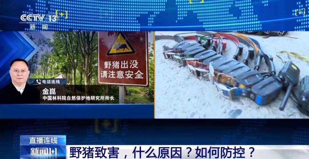 撞列车、闯店铺、狂飙伤人……野猪为何“泛滥成灾”<strong></p>
<p>bch币</strong>？