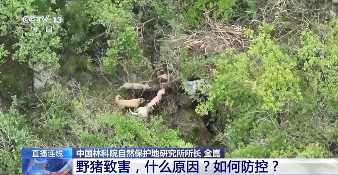 撞列车、闯店铺、狂飙伤人……野猪为何“泛滥成灾”<strong></p>
<p>bch币</strong>？