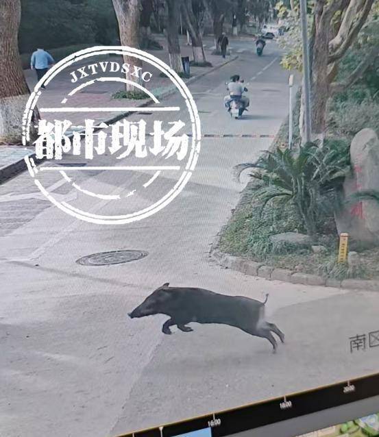 江西一高校惊现野猪<strong></p>
<p>货币市场利率走势</strong>，最后在食堂被成功抓获