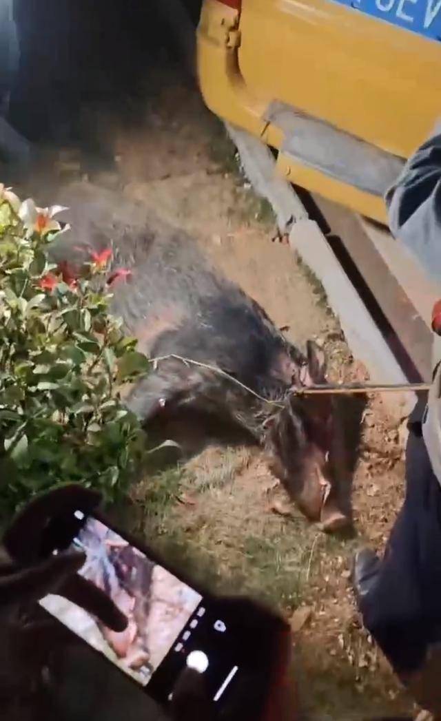 江西一高校惊现野猪<strong></p>
<p>货币市场利率走势</strong>，最后在食堂被成功抓获