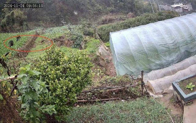 六问“老人在家被野猪咬死”：捕猎队有无授权<strong></p>
<p>净价交易</strong>，要担责吗，是否赔偿？