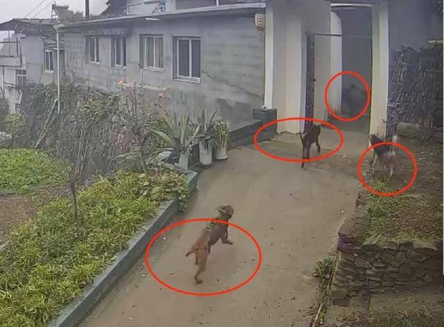 六问“老人在家被野猪咬死”：捕猎队有无授权<strong></p>
<p>净价交易</strong>，要担责吗，是否赔偿？