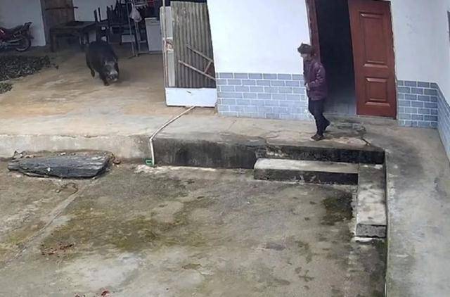 六问“老人在家被野猪咬死”：捕猎队有无授权<strong></p>
<p>净价交易</strong>，要担责吗，是否赔偿？