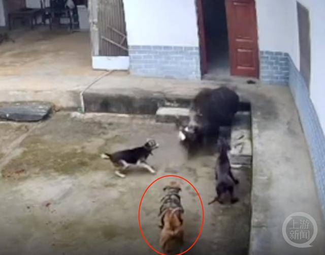 六问“老人在家被野猪咬死”：捕猎队有无授权<strong></p>
<p>净价交易</strong>，要担责吗，是否赔偿？