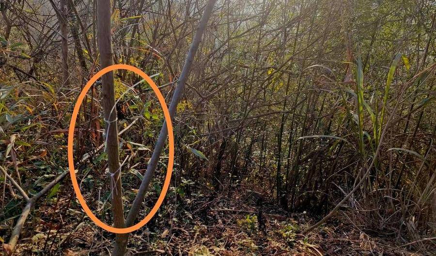 湖北黄石一教师遭捕兽电网电击身亡<strong></p>
<p>现在炒币炒哪个品种好</strong>，家属：五年至少三人被电击过