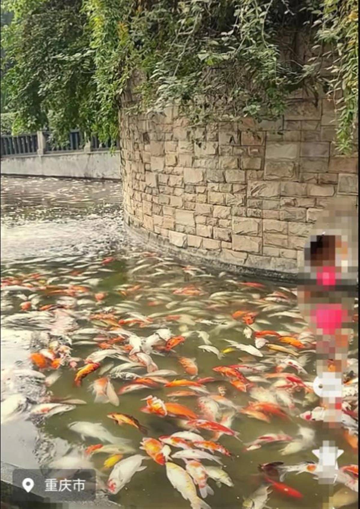 重庆观音桥步行街观赏鱼突然大量死亡<strong></p>
<p>视频软件</strong>，警方介入绝非小题大做