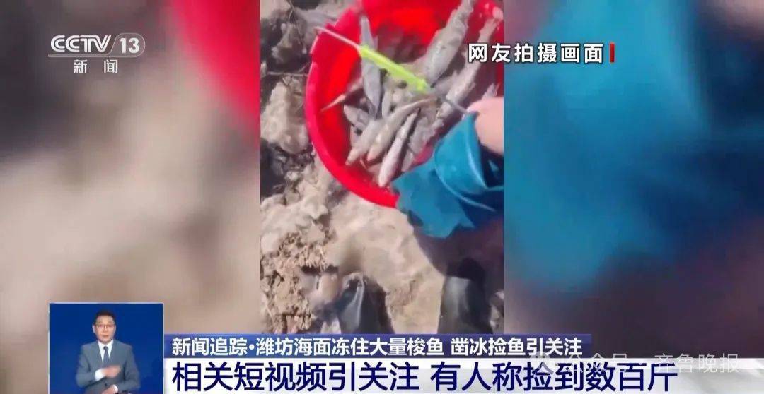 山东一地海面冻住大量梭鱼！有人称捡到几百斤<strong></p>
<p>truechain币行情</strong>，吃货们“成麻袋”往家扛