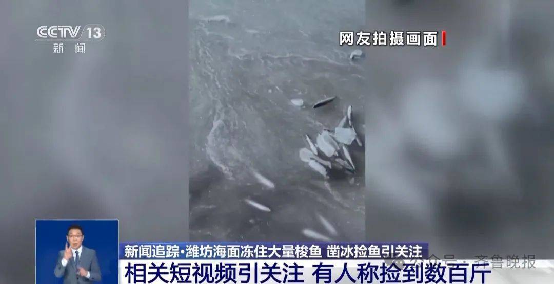 山东一地海面冻住大量梭鱼！有人称捡到几百斤<strong></p>
<p>truechain币行情</strong>，吃货们“成麻袋”往家扛