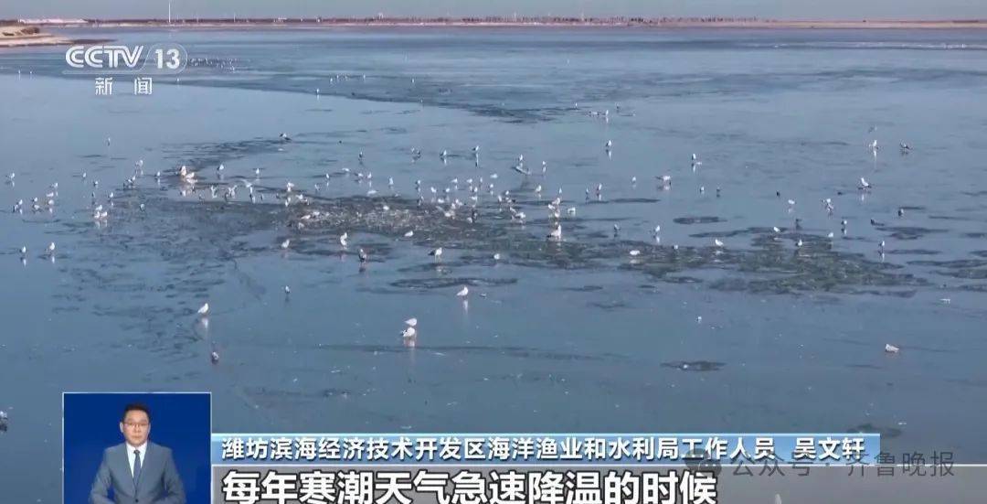 山东一地海面冻住大量梭鱼！有人称捡到几百斤<strong></p>
<p>truechain币行情</strong>，吃货们“成麻袋”往家扛