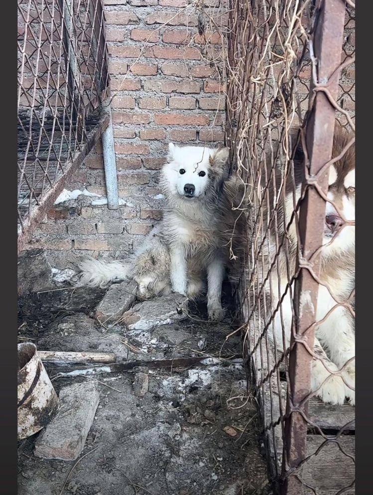 千万粉丝训犬师网红潘宏账号内容被一夜清空<strong></p>
<p>bch币</strong>，园区所在地官方：正调查