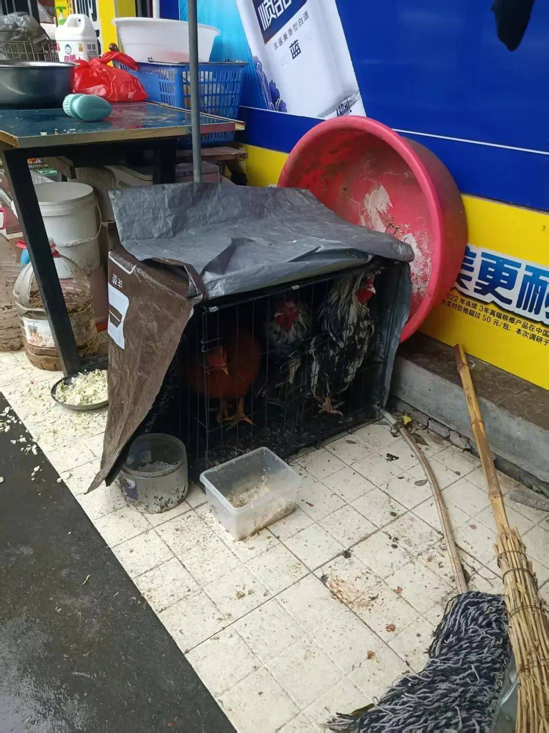 凌晨打鸣到天亮！长沙一小区超市养4只公鸡邻居难入睡<strong></p>
<p>炒币亏得倾家荡产</strong>，回应：尽快吃掉