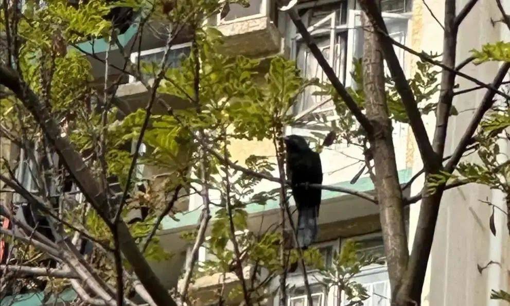 “周末想睡个懒觉都不行”<strong></p>
<p>如何利用行业消息去炒币</strong>，有多少深圳人被这种鸟吵到神经衰弱