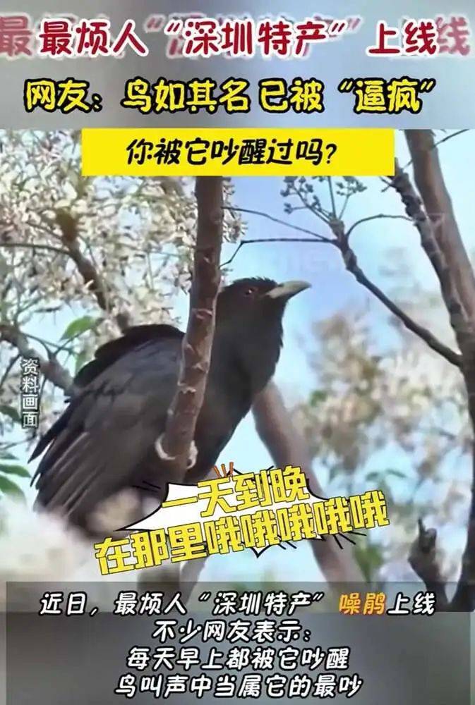 “周末想睡个懒觉都不行”<strong></p>
<p>如何利用行业消息去炒币</strong>，有多少深圳人被这种鸟吵到神经衰弱