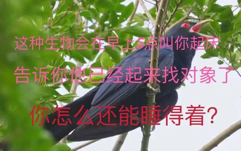 “周末想睡个懒觉都不行”<strong></p>
<p>如何利用行业消息去炒币</strong>，有多少深圳人被这种鸟吵到神经衰弱