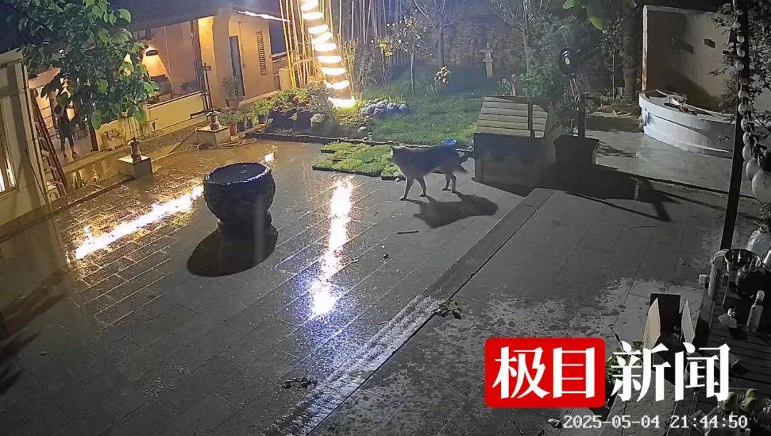 西安一农家院疑似有狼溜入<strong></p>
<p>易捷币怎么用</strong>，当事人称事发当天在院子里处理羊肉，“可能狼就是闻到这个味道过来的”