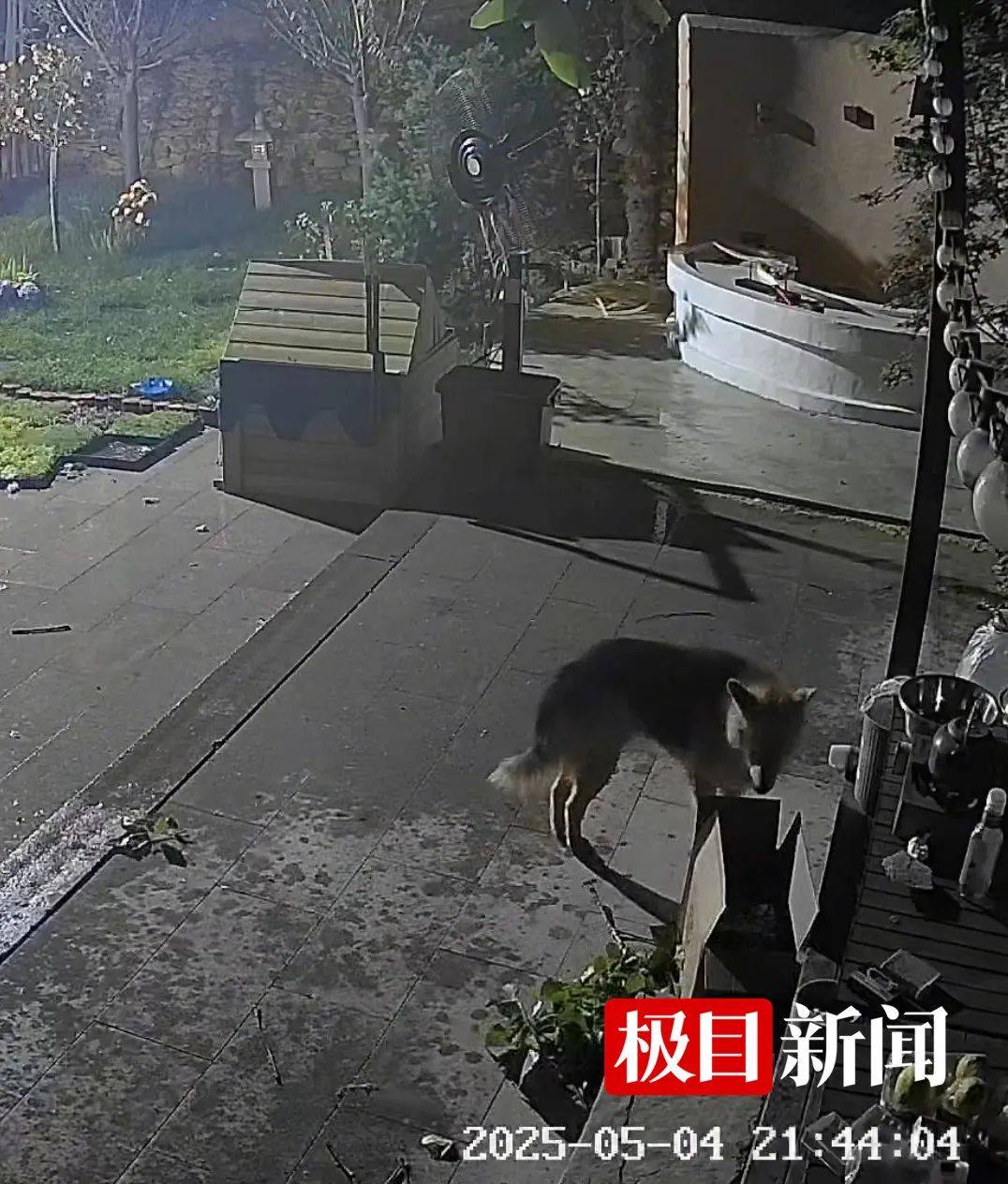 西安一农家院疑似有狼溜入<strong></p>
<p>易捷币怎么用</strong>，当事人称事发当天在院子里处理羊肉，“可能狼就是闻到这个味道过来的”