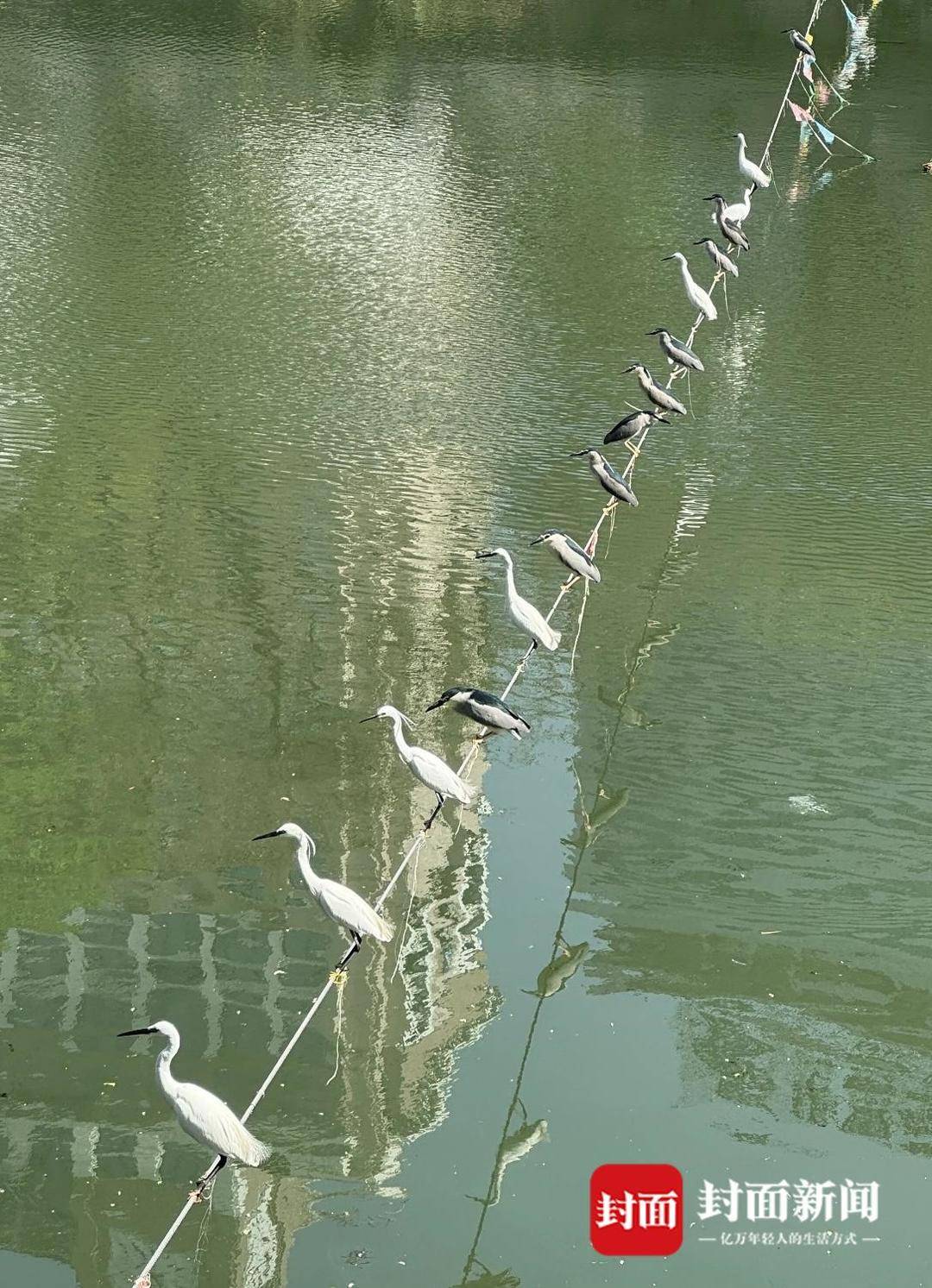 成都又见江上“神”鸟<strong></p>
<p>交易指数怎么算</strong>，洗完脚又排排站 网友：在等红绿灯吗？