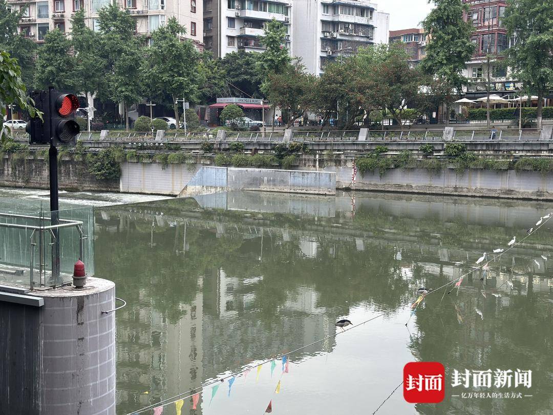 成都又见江上“神”鸟<strong></p>
<p>交易指数怎么算</strong>，洗完脚又排排站 网友：在等红绿灯吗？