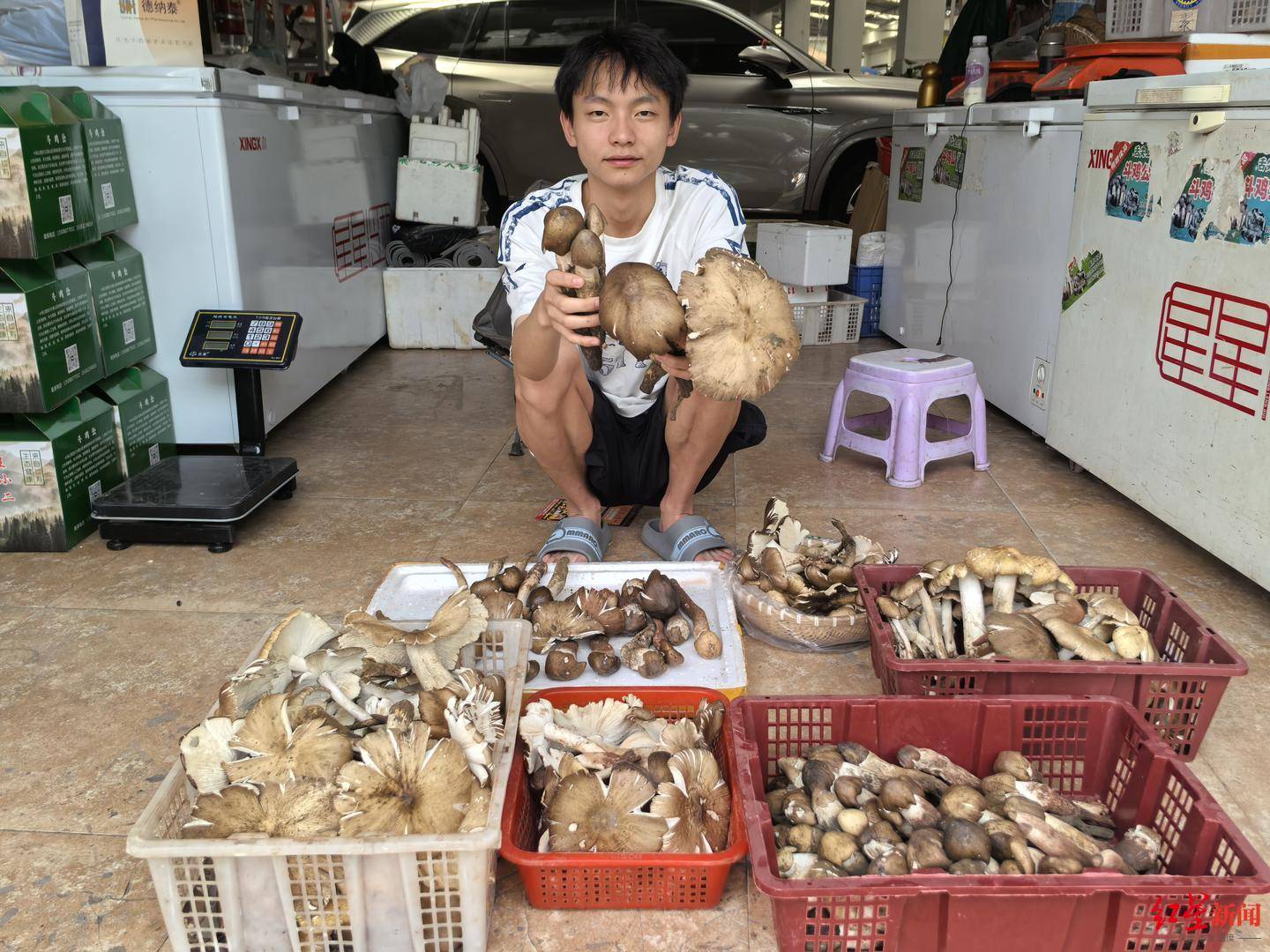 “天价”鸡枞调查：最贵卖到1800元/公斤！雨水少致产量低<strong></p>
<p>y币怎么刷</strong>，多地价高客少