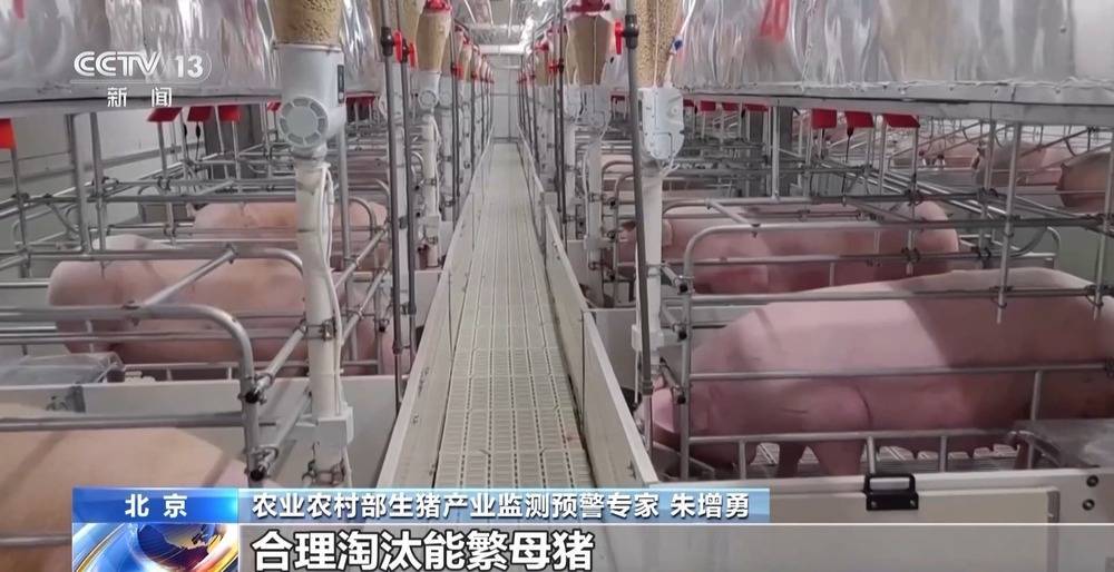 “二师兄”的身价要稳住 猪企开始给猪“减肥”<strong></p>
<p>以太坊区块链浏览器</strong>了→